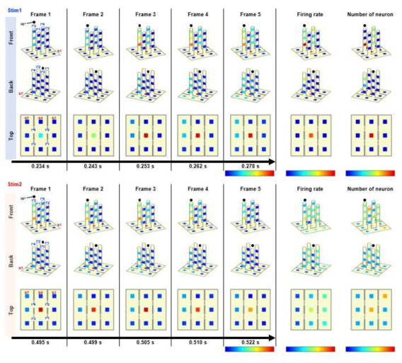 수염 자극에 의한 LFP 변화의 3차원 color heat mapping 분석