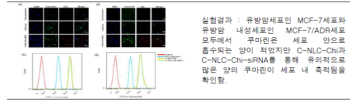 Cellular uptake of free coumarin 6, C-NLC-Chi (coumarin 6 loaded NLC), and C-NLC-Chi-siRNA (coumarin 6 loaded NLC and Cy5.5-PD-L1 siRNA complex) at 2 h in (A) MCF-7 cells, (B) MCF-7/ADR cells observed by fluorescence microscopy. (Scale bar = 75 μm) (C) Flow cytometry analysis of cellular uptake and quantitative analysis of the fluorescence intensity of free coumarin 6, C-NLC-Chi and C-NLC-Chi-siRNA at 2 h in MCF-7 cells, (D) MCF-7/ADR cells.