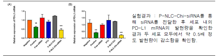 PD-L1 mRNA level of 10 nM siRNA transfection in (A) MCF-7/ADR and (B) MCF-7 after 24 h.