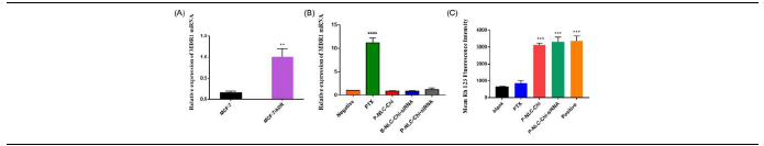 The effect of P-gp mediated multidrug resistance. (A), The MDR1 mRNA expression of MCF-7 and MCF-7/ADR cells; (B), The effect of P-NLC-Chi-siRNA on MDR1 mRNA expression in MCF-7/ADR cells; (C), P-gp activity assay of Rh 123 accumulation.