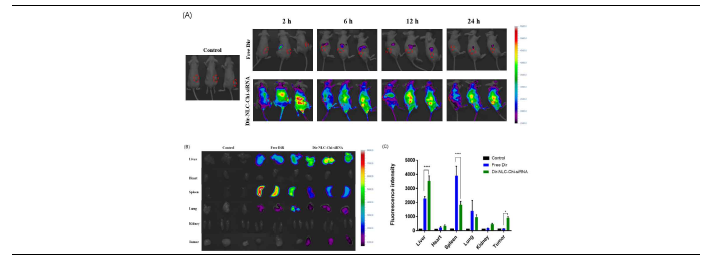 In vivo imaging of Dir-NLC-Chi-siRNA in MCF-7/ADR tumor bearing in nude mice. (A), Images measured at different time points for 24 h after IV injection of Free Dir and Dir-NLC-Chi-siRNA; (B), Ex vivo images of tumors and major organs after 24 h post injection; (C) Quantitative analysis of fluorescence images in tumors and major organs.