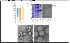 The characterization of PTPNs: (A), Particle size and zeta potential of TPNs, PTPNs, and PM; (B), Coomassie blue stained SDS-PAGE gel; (C), CD41 bands in PM resolved using western blot; (D), TEM images of optimized PTPNs negatively stained with uranyl acetate.