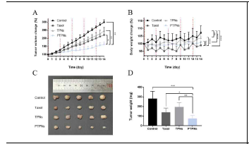 In vivo antitumor efficacy of control, Taxol, TPNs, and PTPNs in MCF-7/ADR tumor bearing nude mice: (A), Growth curves of tumor volume change when the each formulation was injected intravenously every 3 days. The red dotted line represents the time points of drug injection; (B), The body weight change of nude mice in each experimental groups; (C), Tumors collected from nude mice 14 days after treatment; (D), Average weight of tumors collected after 14 days of treatment.