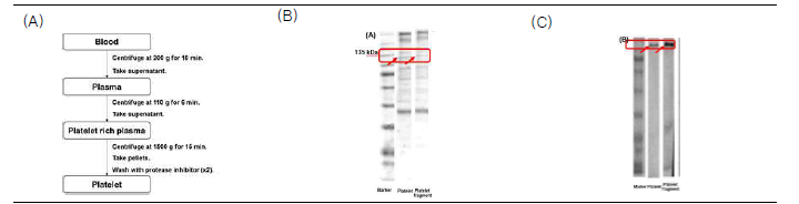 (A), Preparation of platelet, and identification of CD41 on P-PTX-NLC; (B), Electrophoresis followed by Coomassie staining; (C), Western blot analysis with antibody specific for CD41 (1:1000).