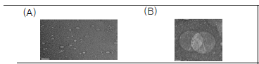 Transmission electron microscopy (TEM) image. (A), PTX-NLC; (B), P-PTX-NLC. Samples were negatively stained with uranyl acetate.