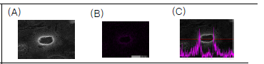 STEM-EDS image of P-PTX-NLC. (A), STEM image of P-PTX-NLC; (B), EDS mapping image of uranium elements; (C), STEM-EDS line analysis of uranium elements on P-PTX-NLC.