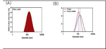 (A), Observed particle size of P-NLC-siRNA complex; and (B), Change of particle size after the siRNA complexation.