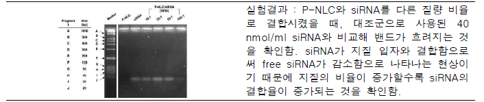 Gel retardation test of P-NLC-siRNA complex depend on the w/w ratio of P-NLC/siRNA.