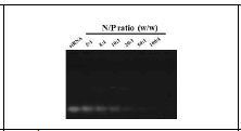 The gel retardation test with different ratio (w/w) of P-NLC-Chi and PD-L1 siRNA.