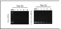 Stability of siRNA loaded P-NLC-Chi-siRNA against FBS after 24 h incubation.