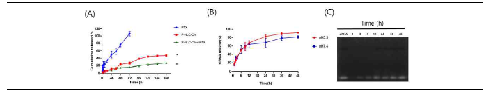 The cumulative released % of PTX and PD-L1 siRNA. (A) Release of free PTX, P-NLC-Chi and P-NLC-Chi-siRNA for 168 h, (B) siRNA release profile from P-NLC-Chi-siRNA complex at different pH status, (C) Gel electrophoresis analysis of siRNA released from P-NLC-Chi-siRNA.