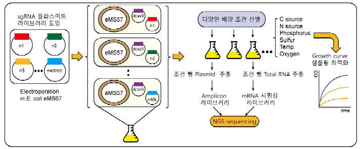 1차년도 연구개발 절차