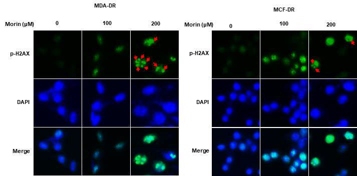 Morin의 처리에 따른 DNA 손상인자 (p-H2A.X) foci 형성 분석(fluorescent cytochemistry)