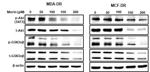 항암제 내성암 세포에서 morin의 처리에 따른 세포생존 기전의 변화(Western blotting)