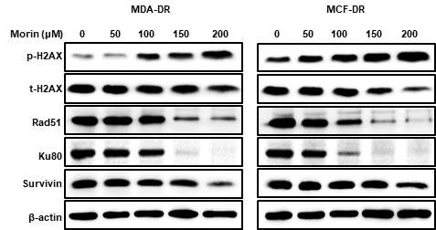 항암제 내성암 세포에서 morin의 처리에 따른 DNA 수선인자의 발현 변화(Western blotting)