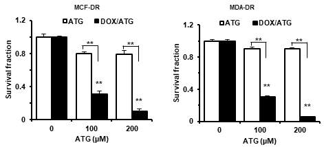 ATG와 doxorubicin의 병용 처리에 따른 doxorubicin 내성 유방암 세포의 세포생존율 변화