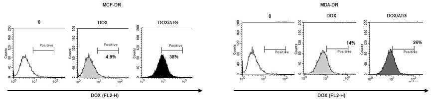 ATG와 doxorubicin의 병용 처리에 따른 내성 유방암 세포의 doxorubicin uptake 변화