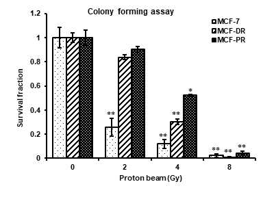 Colony forming assay를 통한 양성자빔 조사에 따른 세포독성 평가