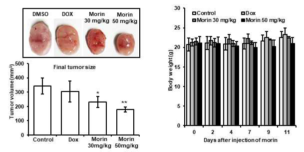 실험동물에서의 morin의 항암제 내성 유방암 치료효능 평가