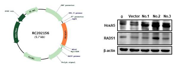 HOXA5 과발현 vector 및 과발현 세포주 구축 확인