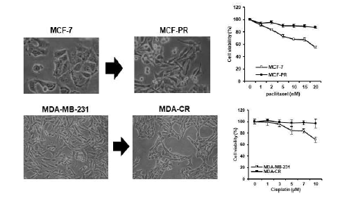PTX 및 cisplatin 저항성 유방암 세포의 구축