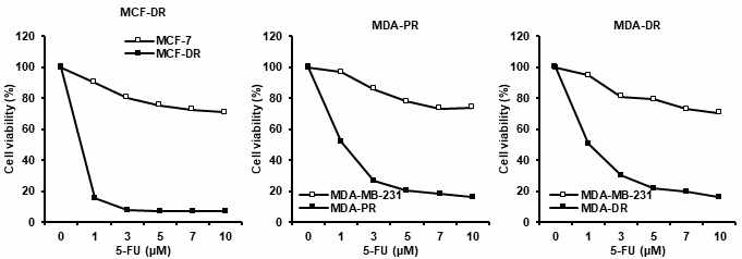 항암제 내성유방암 세포에 대한 5-FU의 세포독성 평가