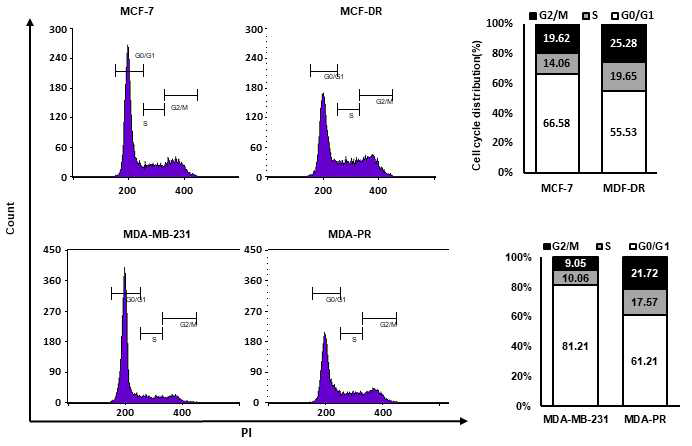 항암제 내성유방암 세포와 parent cell의 세포주기 분석