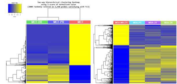 Micro array results (clustering heat map)