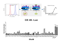 OX 40 단백질이 상시 발현되는 세포주를 이용한 활성 효능검증