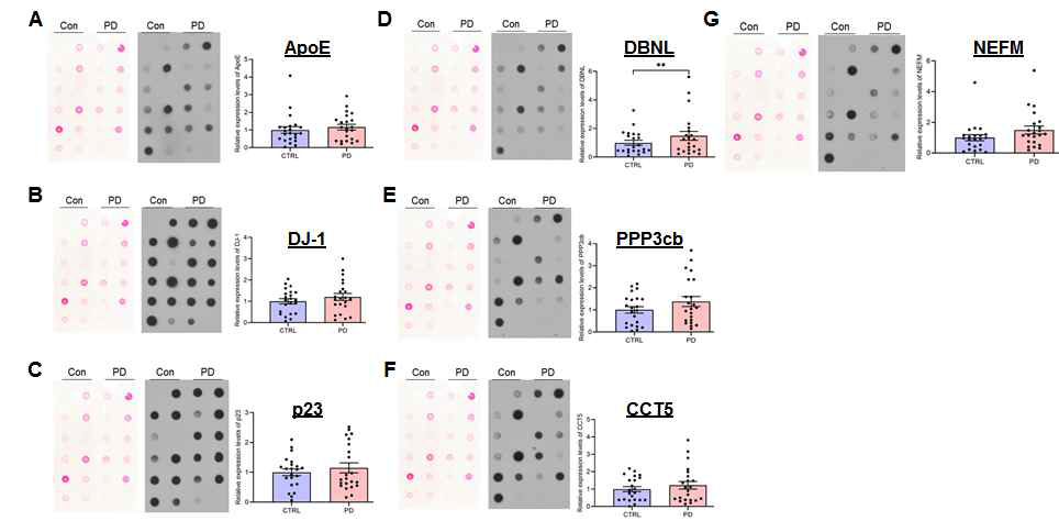 타겟 마커 단백질들 (ApoE; DJ-1; p23; DBNL; PPP3cb; CCT5; NEFM)에 대한 파킨슨 환자 및 정상대조군 콧물액 상등액 샘플에서의 dot blot 대표 이미지 및 정량 분석 그래프