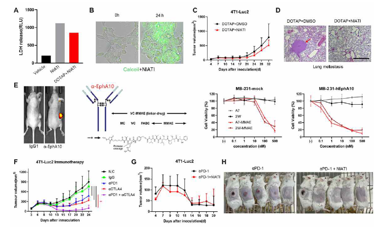 ICB 병용요법을위한 보조제로서의 NIATI 가능성 in vivo 검증