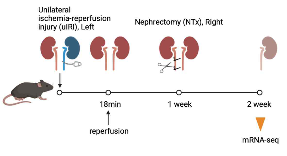 RNA sequencing on intrarenal CD11b+ myelocytes.