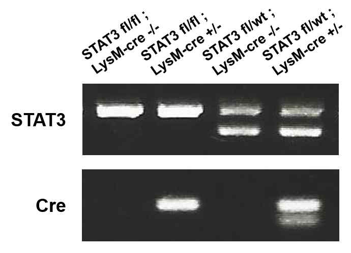 PCR analysis of genomic DNA in myeloid-specific STAT3 mice