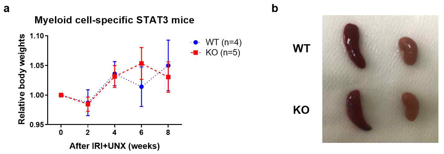 Body weight (a) and kidney size comparison (b) of wild-type과 myeloid–specific STAT3 knockout mice.