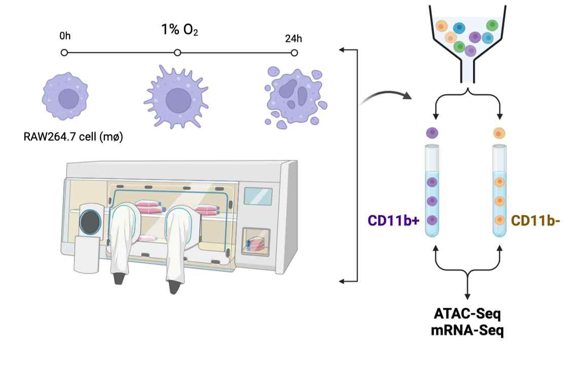 저산소환경에서 배양한 세포에 대한 ATAC-seq