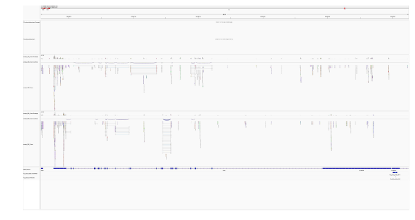 Stat3의 RNA-seq 및 ATAC-seq reads의 genome browser snapshot..