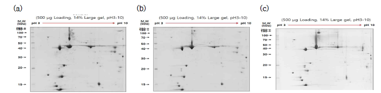 Protein spots of skate muscles fermented aerobic and anaerobic condition. (a) non-fermented skate muscle, (b) fermented skate muscle with aerobic conditions, (c) fermented skate muscle with anaerobic conditions