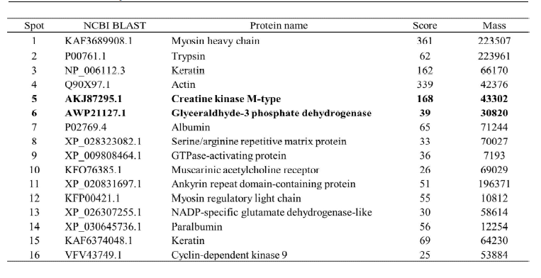 Protein compositions of skate muscles fermented with anaerobic conditions