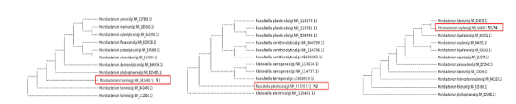 Phylogenetic analysis of 16S rRNA gene sequences of strains (N1, N2, N3 and N4) isolated from skate fermented for 15 days under aerobic condition using NOB-selective specialty medium.