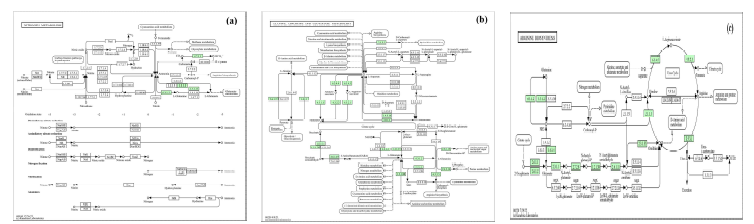 Metabolic pathways related to Microbacterium hominis: (a) Nitrogen metabolism pathway, (b) Alanin, aspartate, and glutamate metabolism pathway, and (c) Arginine biosynthesis pathway were obtained from the KEGG database. The colored squares in the figure represent pathway presence