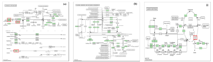 Metabolic pathways related to Raoultella planticola: (a) Nitrogen metabolism pathway, (b) Alanin, aspartate, and glutamate metabolism pathway, and (c) Arginine biosynthesis pathway were obtained from the KEGG database. The colored squares in the figure represent pathway presence