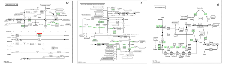 Metabolic pathways related to Microbacterium oxydans: (a) Nitrogen metabolism pathway, (b) Alanin, aspartate, and glutamate metabolism pathway, and (c) Arginine biosynthesis pathway were obtained from the KEGG database. The colored squares in the figure represent pathway presence