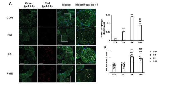 In vivo mitophagy levels in the skeletal muscles of mt-Keima mice were modified by particulate matter exposure and exercise. (A) Representative confocal images showing superimposed red/green signals in the skeletal muscle of mt-Keima mouse. The yellow signal Indicates merged red and green fluorescence. The white square indicates area shown magnified in each inset (4x magnification). Control (CON, n = 4), particulate matter exposure (PM, n = 4), exercise (EX, n = 4), and particulate matter exposure + exercise (PME, n = 4). (B) Level of mitochondrial biogenesis (mtDNA to nDNA ratio). Control (CON, n = 8), particulate matter exposure (PM, n = 8), exercise (EX, n = 8), and particulate matter exposure + exercise(PME, n = 8). Data are presented as the mean ± SEM. Statistical significance is assigned as *** p < 0.001 vs. CON, ## p < 0.01 and ### p < 0.001 vs. PM, and $$ p < 0.01 vs. EX. Scale bar, 50 μm.