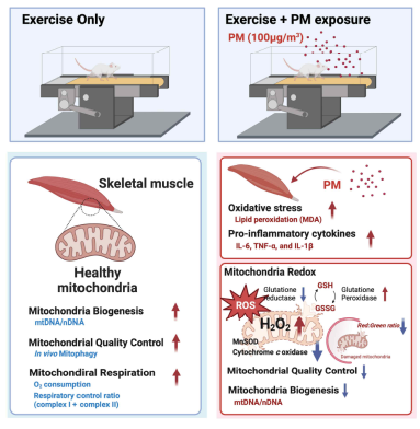 A graphical summary depicting the impact of particulate matter (PM) and exercise on mouse skeletal muscle and mitochondrial function. The exercise group exhibited an increase in mitochondrial biogenesis (mtDNA/nDNA), mitophagy, and mitochondrial respiration. PM inhalation during treadmill exercise leads to increased oxidative stress and elevated levels of proinflammatory cytokines, as evaluated based on analyses of malondialdehyde (MDA) and interleukin-6 (IL-6), tumor necrosis factor-alpha (TNF-α), and interleukin-1 beta (IL-1β). The ratio of reduced (GSH) to oxidized (GSSG) glutathione levels is reduced in response to PM exposure, and mitochondrial biogenesis and mitophagy are reduced in the muscles of mice exposed to PM during exercise.