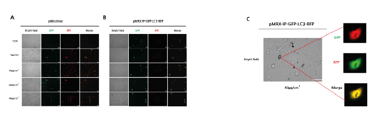 Exposure to PM induced mitochondrial damage and autophagy in A549 cells. (A) Representative images of MitoTimer fluorescence spectrum shift in response to PM induce mitochondrial oxidation. (B-C) Representative images of pMRX-IP-GFP-LC3-RFP transfected cells during PM induced autophagy. (Scale bar = 50 μm)