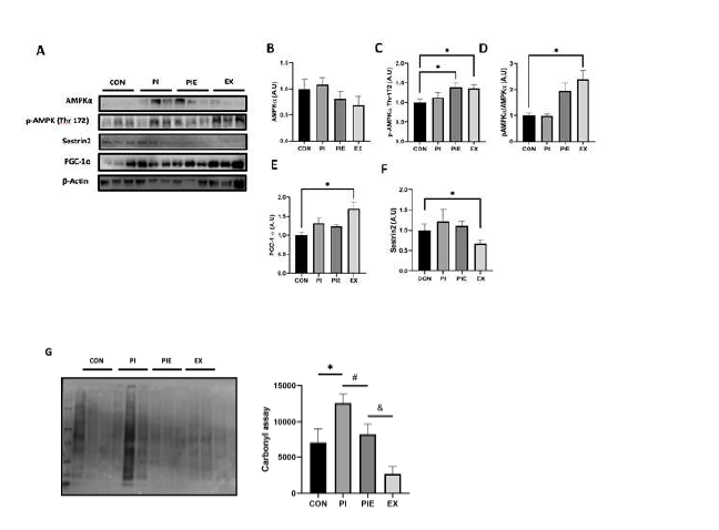 Exercise ameliorated PM induced oxidative stress in the mouse lungs (A) Representative western blot images of AMPKa, p-APMKa Thr 172, PGC-1a, and Sestrin2. Quantification of western blot analysis was performed to access the effect of PM exposure and exercise on AMPKa (B), p-APMKa Thr 172 (C), p-AMPKa Thr 172 / AMPKa ratio (D), PGC-1a (E), Sestrin2 (F). Carbonyl assay (G) and it’s quantification. Values are the means ± SEM (n=6). *P<0.05 vs. CON, #P<0.05 vs. PI, &P<0.05 vs. PIE.