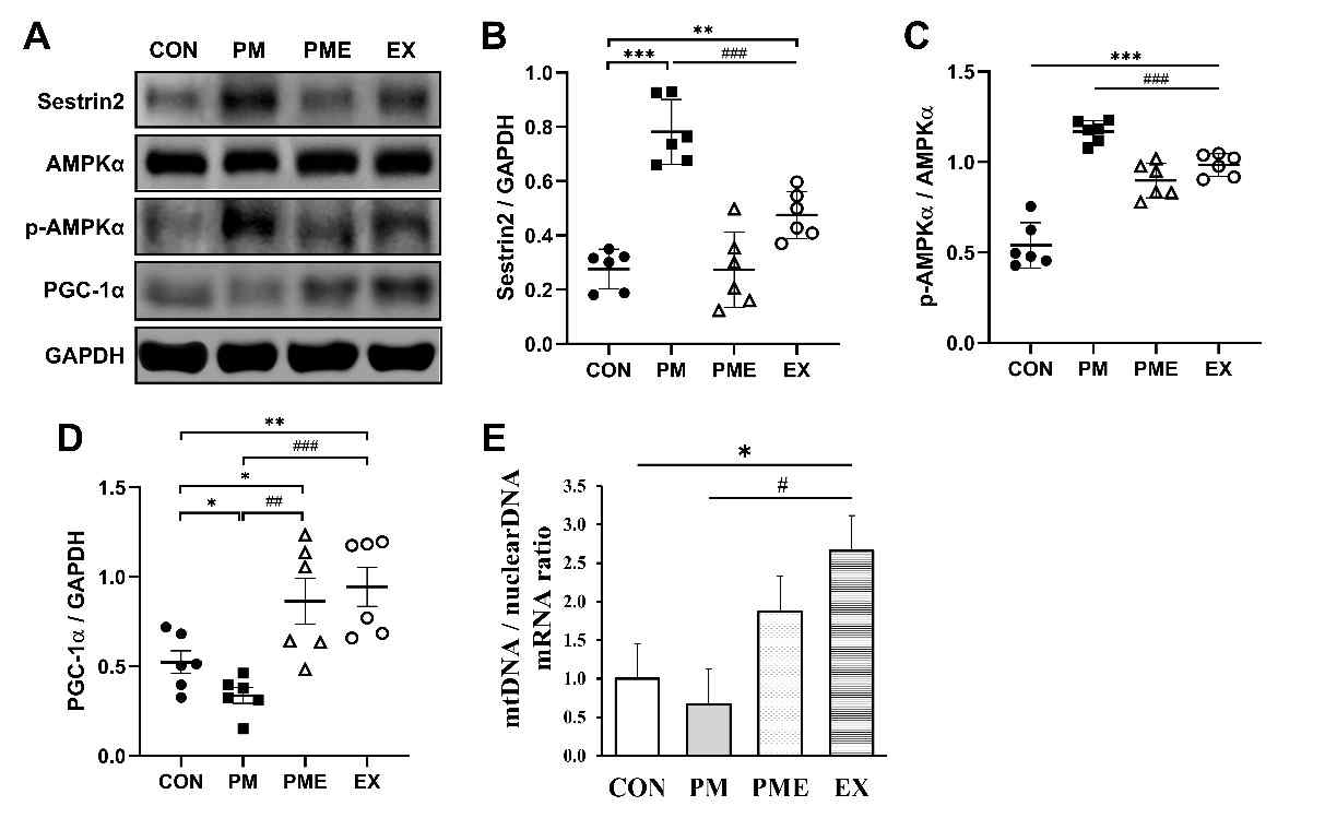 Sestrin2 - AMPK protein levels by PMs and exercise in gastrocnemius (GAS) muscles of FVB/N mice. Control (CON, n=6), particulate matters exposure group (PM, n=6) and Particulate matters exposure + exercise (PME, n=6), exercise (EX, n=6).(A-D) We used antibodies including Sestrin2, AMPKα, p-AMPKα (Thr 172), PGC-1α and GAPDH. (E)Real-time RT-PCR analysis of mtDNA (mitochondria DNA) and nuclear DNA (nDNA) ratio in GAS muscle. Data are represented as mean ± SEM. Statistical significance was assigned as *p<0.05,**p<0.01,***p<0.001vsCON,and#p<0.05,##p<0.01and###p<0.001vsPM.