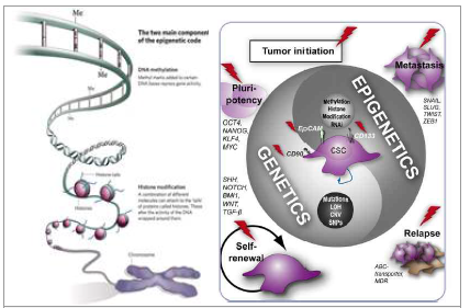 (좌) 염색체에서부터 DNA까지의 Epigenomics 전반적인 개요 (우) 종양줄기세포(CSCs)의 특성과 이를 조절하는 기전들