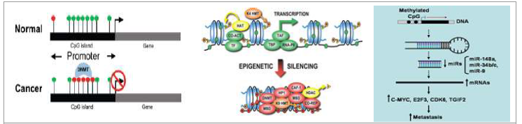 후성유전학 주요 조절 메커니즘 (좌) DNA methylation (중) Histone modification (우) microRNA