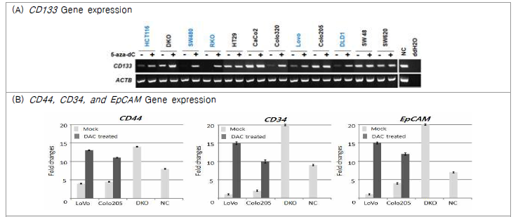 대장암 세포주에서 CD133 유전자의 후성유전학적 변화 가능성 (A) 대장암 세포주에서 5-aza-dC 처리 전후에 따른 RT-PCR을 이용한 CD 133유전자의 전사적 발현 변화 비교 (B) real-time RT-PCR을 이용한 유전자 발현 변화 비교